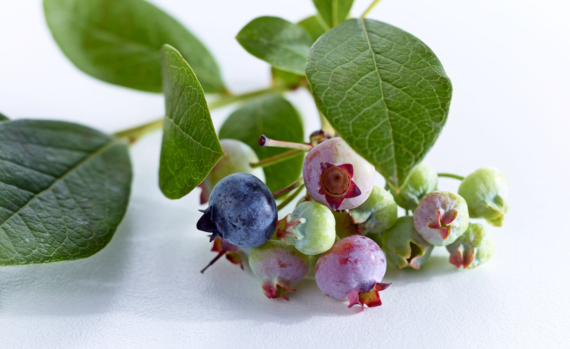 Blueberries_44_X.jpg